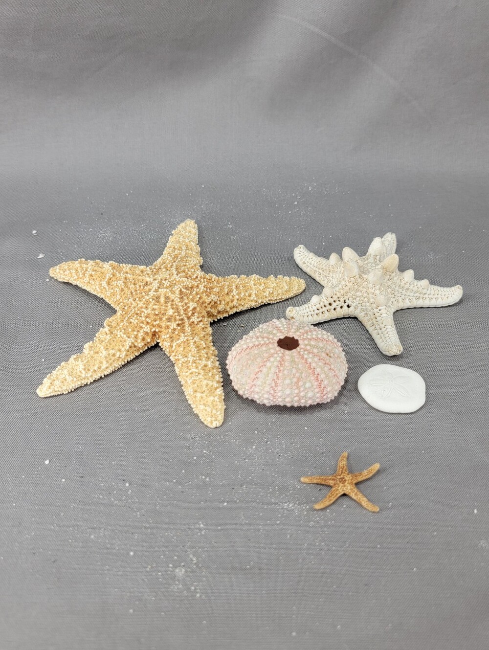 Vtg Dried Starfish Sea Anemone Mixed Lot Nautical Beach Coastal Decor Crafts